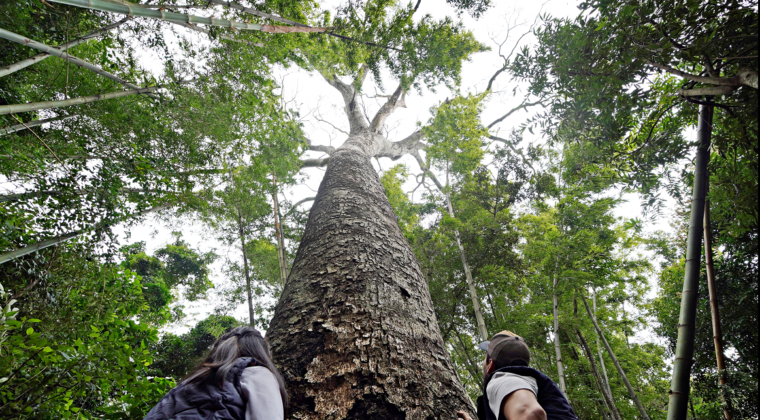 Colosos de la Tierra: arrancan las expediciones en busca del árbol más grande del Paraguay