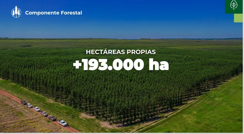 Paracel apunta a desarrollar industria forestal con proyección de generar unos 40.000 empleos en Paraguay