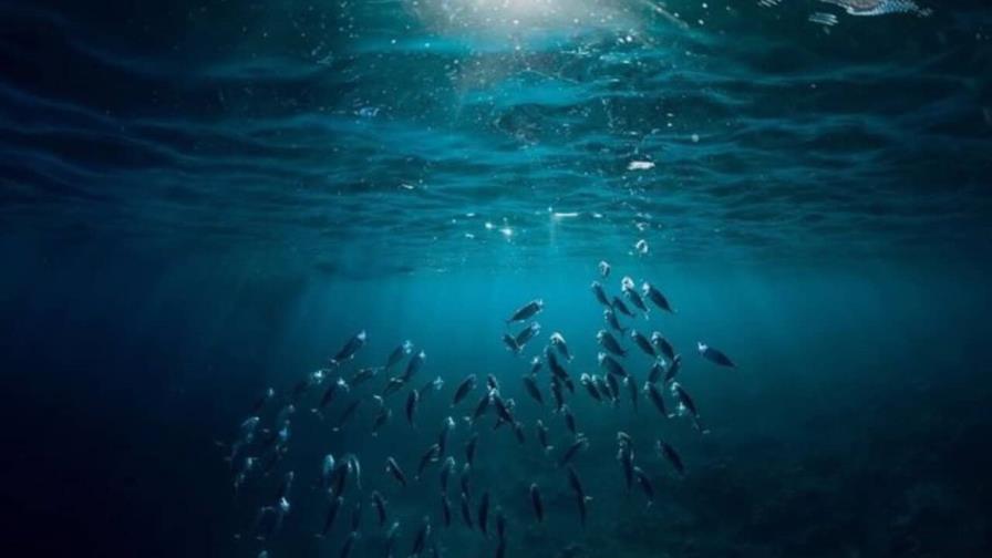 Un misterioso “oxígeno negro” producido en las profundidades del océano Pacífico