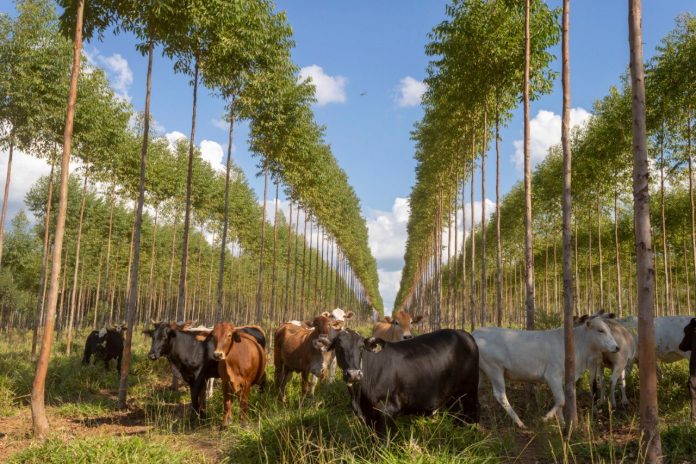 Infona: aprovechar el «tremendo» potencial forestal para transformar las comunidades