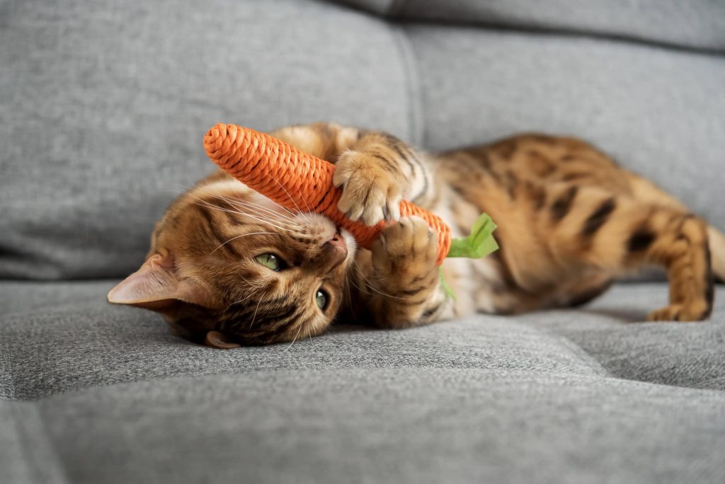 Gatos gostam de brincar como cachorros, segundo a ciência