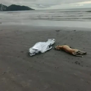 Cachorro fica ao lado do corpo do dono morto afogado em praia de SC