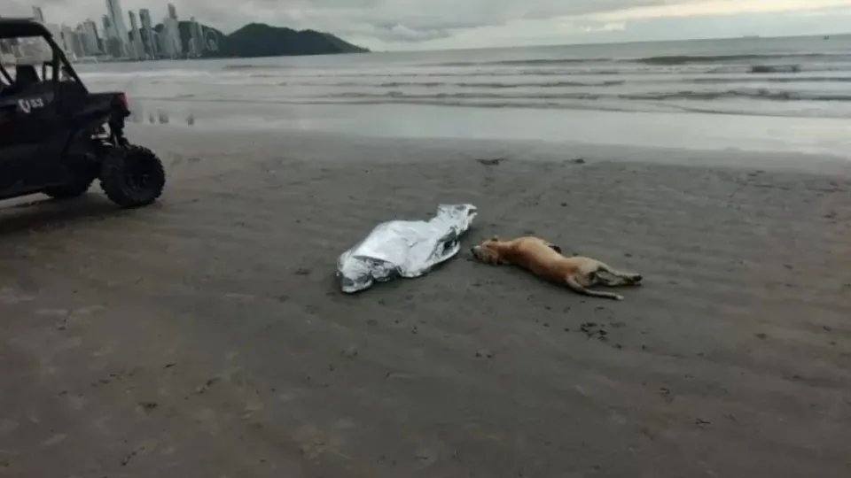 Cachorro fica ao lado do corpo do dono morto afogado em praia de SC