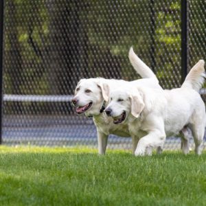 Identifican genes que hacen que humanos y perros labradores sean propensos a la obesidad