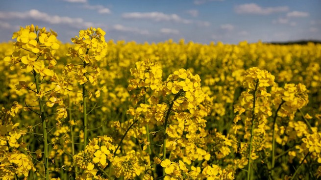 Conozca el mundo de la canola en Paraguay: con 60 mil hectáreas sembradas, se mira hacia una mayor escala