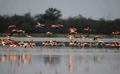 Con la XV Feria de Aves de Sudamérica se impulsa el turismo de la naturaleza en el país