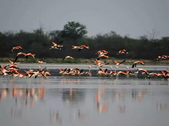 Con la XV Feria de Aves de Sudamérica se impulsa el turismo de la naturaleza en el país