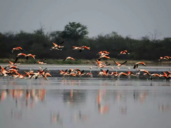 Con la XV Feria de Aves de Sudamérica se impulsa el turismo de la naturaleza en el país