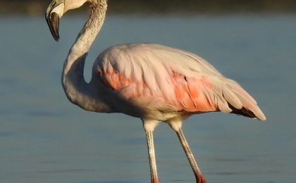 Chaco paraguayo: naturaleza, historia y aventura abren nuevas oportunidades para el turismo