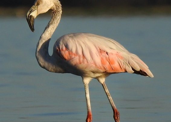 Chaco paraguayo: naturaleza, historia y aventura abren nuevas oportunidades para el turismo