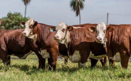 Senacsa presenta nuevas aplicaciones digitales para fortalecer la vigilancia sanitaria animal