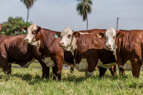 Senacsa presenta nuevas aplicaciones digitales para fortalecer la vigilancia sanitaria animal