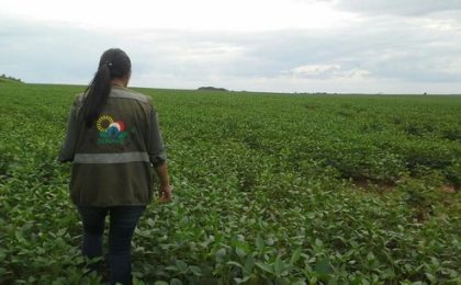 El Niño: Riesgo de plagas y enfermedades en cultivos