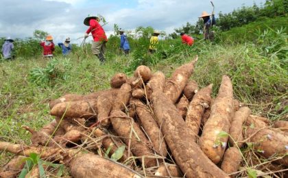 Senave alerta sobre enfermedad que amenaza cultivos de mandioca