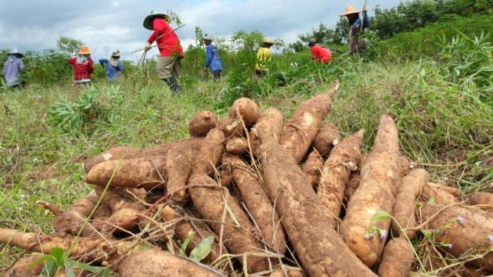 Senave alerta sobre enfermedad que amenaza cultivos de mandioca