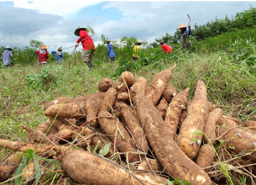 Senave alerta sobre enfermedad que amenaza cultivos de mandioca