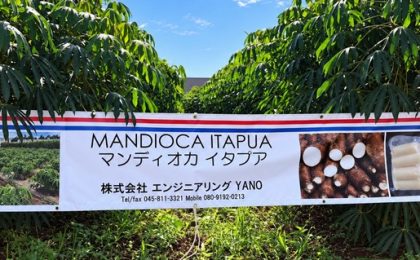 Cultivando mandioca y maíz en Japón, paraguayos mantienen vivos los sabores de nuestra tierra