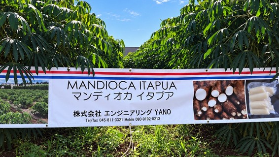 Cultivando mandioca y maíz en Japón, paraguayos mantienen vivos los sabores de nuestra tierra