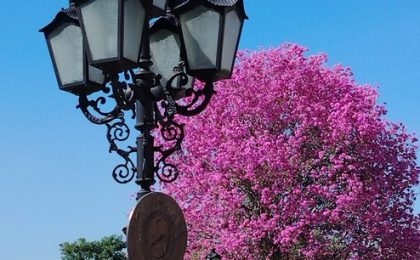 Paraguay florece: Los lapachos conquistan la primavera y atraen las miradas del turismo internacional