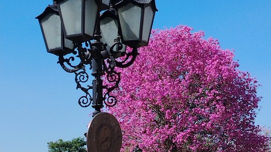 Paraguay florece: Los lapachos conquistan la primavera y atraen las miradas del turismo internacional