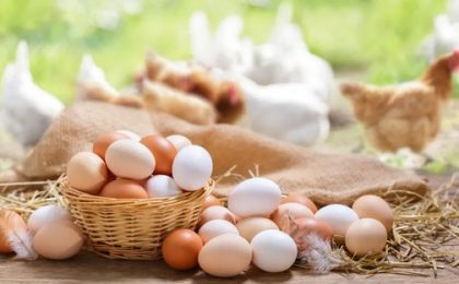 Como saber se o ovo é realmente orgânico e se ele tem mais nutrientes