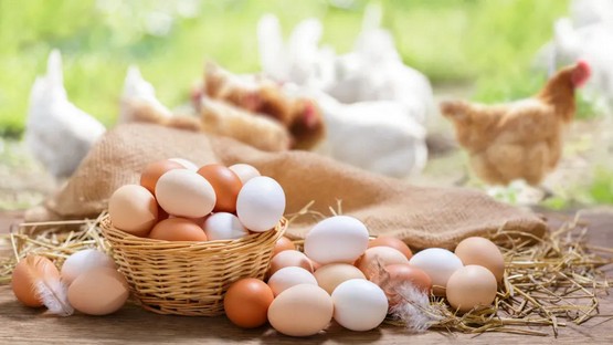 Como saber se o ovo é realmente orgânico e se ele tem mais nutrientes