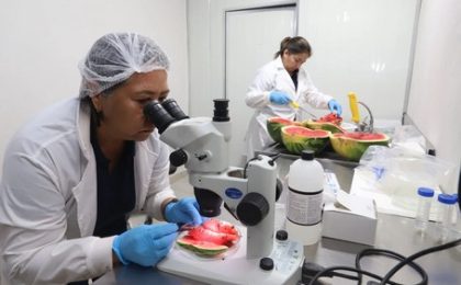 Paraguay concreta la primera exportación de sandías a Uruguay