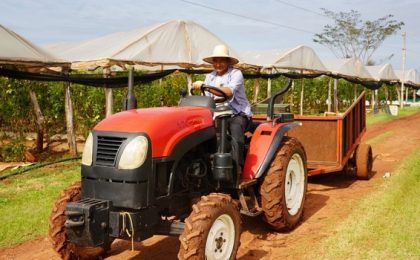 Productor de Caaguazú pasó de 4 a 92 invernaderos y produce 7.000 kilos de tomate por semana