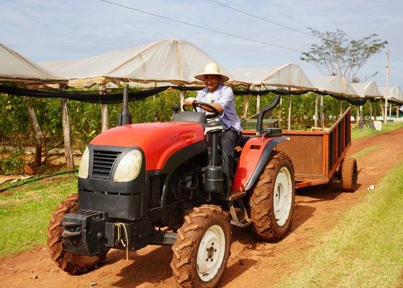 Productor de Caaguazú pasó de 4 a 92 invernaderos y produce 7.000 kilos de tomate por semana