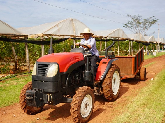 Productor de Caaguazú pasó de 4 a 92 invernaderos y produce 7.000 kilos de tomate por semana