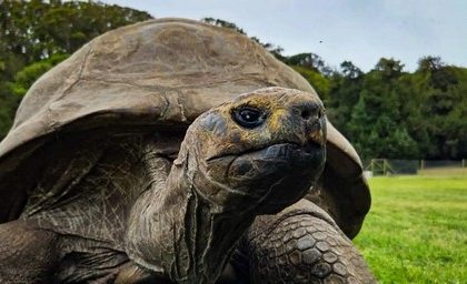 Desde Charles Darwin hasta hoy ¿Qué secreto de longevidad atesora una tortuga de 194 años?