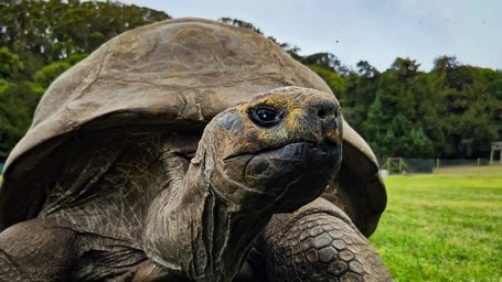 Desde Charles Darwin hasta hoy ¿Qué secreto de longevidad atesora una tortuga de 194 años?