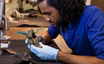 Un fósil estuvo escondido 100 años en un cajón y se trata de un nuevo dinosaurio