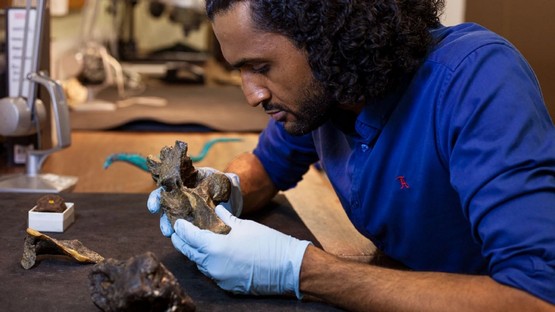 Un fósil estuvo escondido 100 años en un cajón y se trata de un nuevo dinosaurio