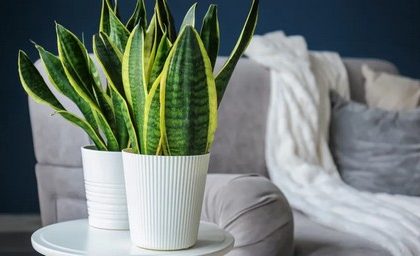 5 plantas fáceis de cuidar e que aguentam semanas sem água